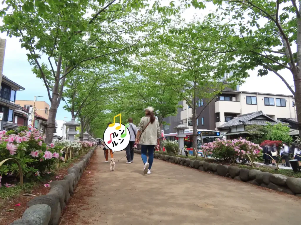 段葛を歩く犬