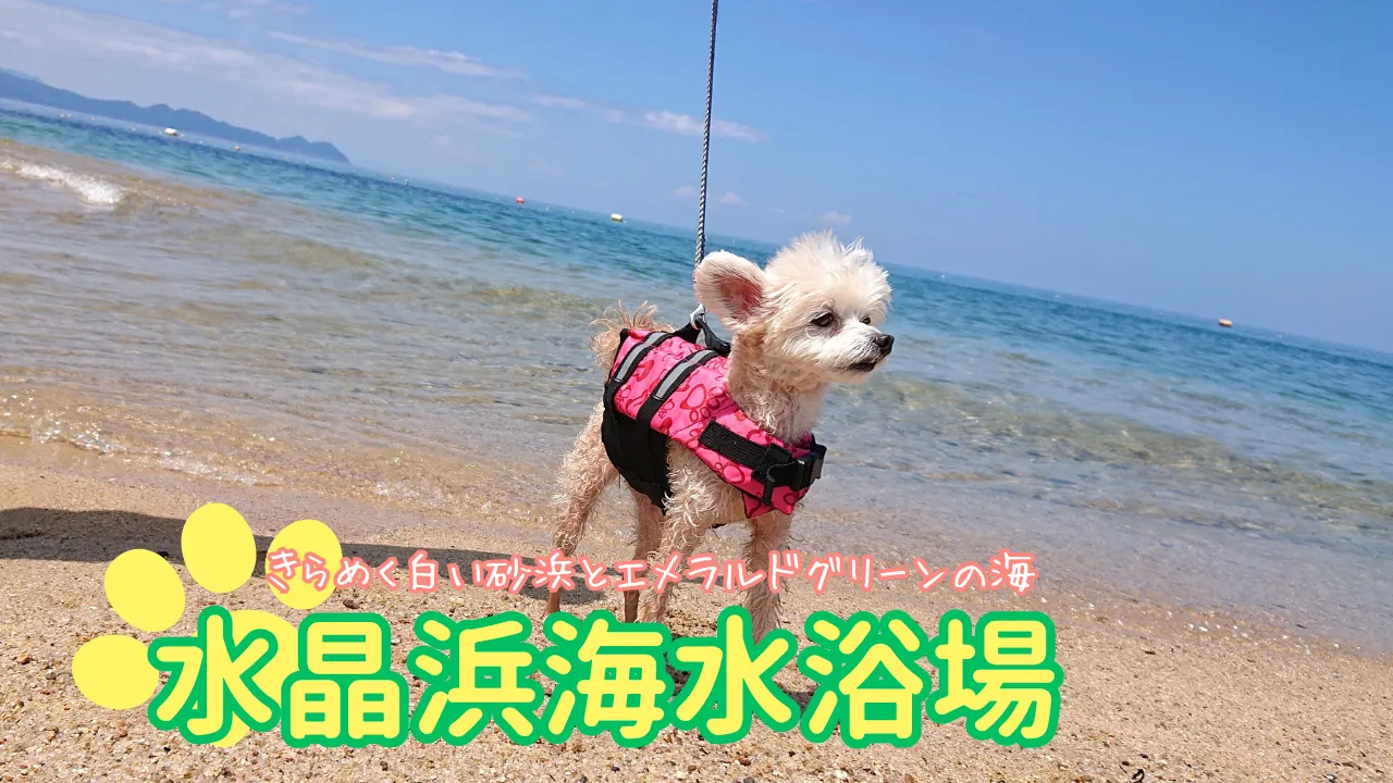 ワンコと水晶浜海水浴場へサムネイル