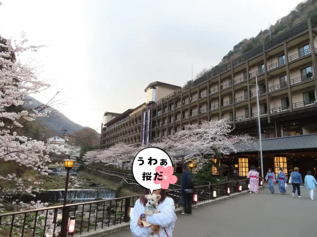 箱根湯本温泉天成園にある川沿いの桜