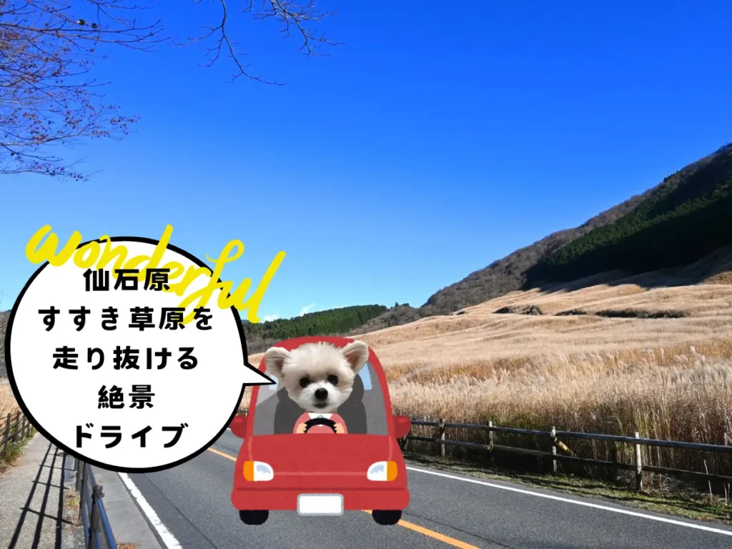 仙石原すすき草原