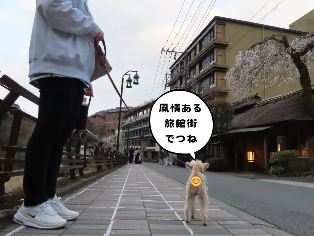 湯場滝通りを歩く犬