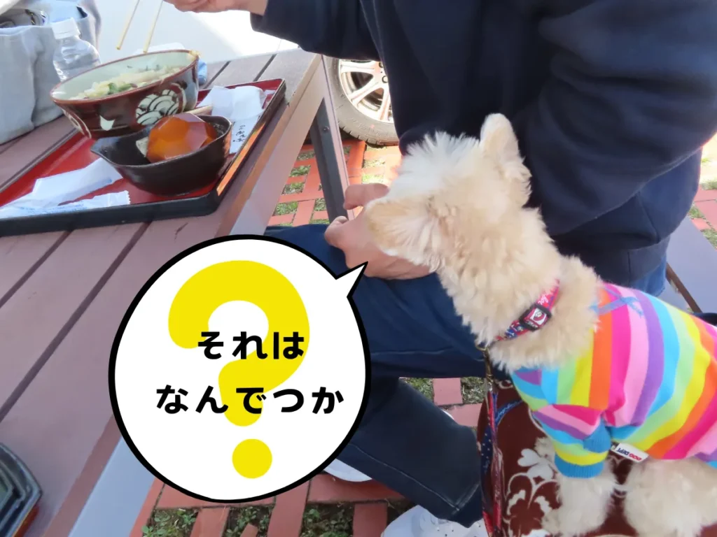 ひもかわうどん