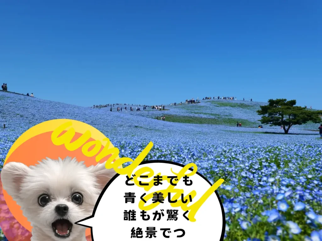春のネモフィラの絶景