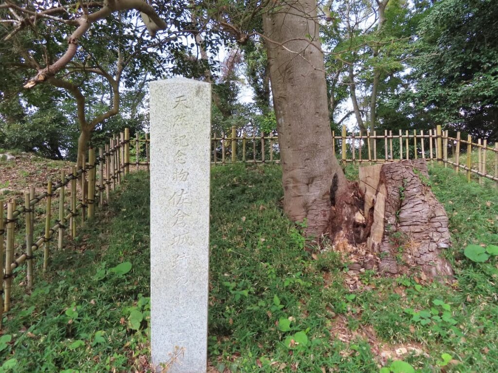 天然記念物の夫婦モッコク