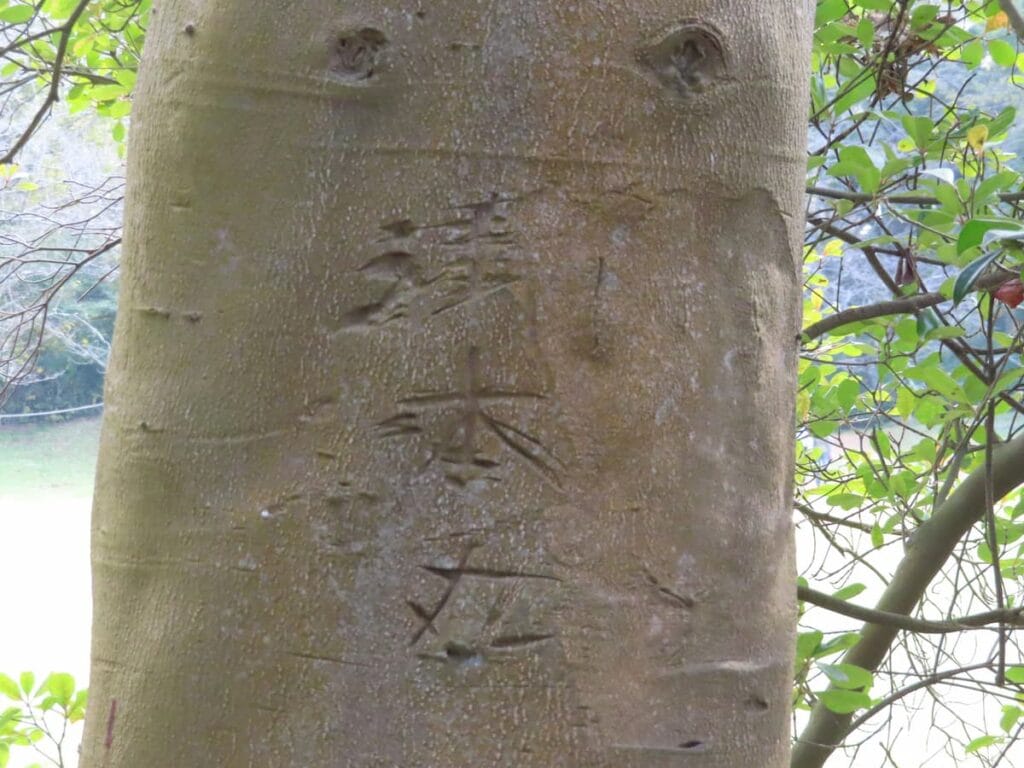 モッコクの木に刻まれた『本丸』の文字