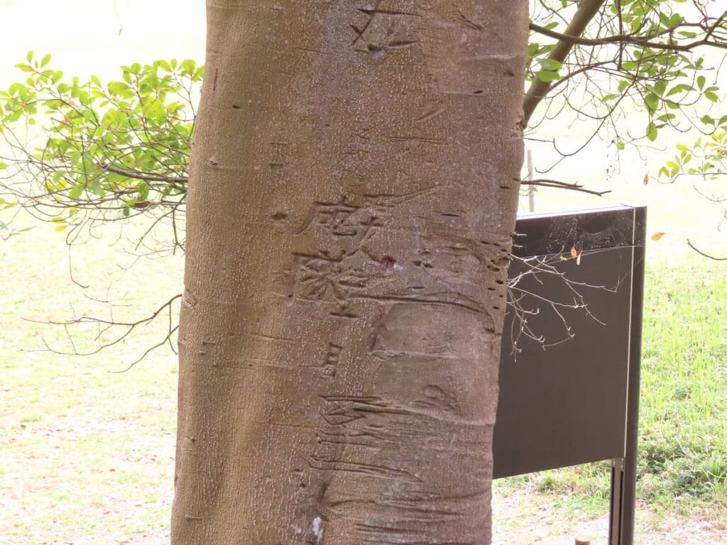モッコクの木に刻まれた『砲隊』と『昭十八年十月』という文字