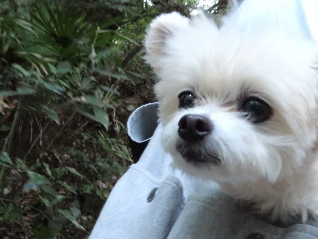 へび坂でキョロキョロする犬