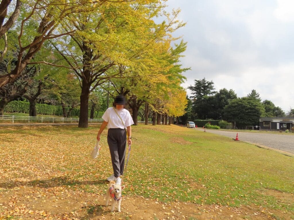 佐倉城址公園の駐車場にあるイチョウ並木