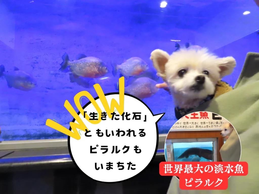 白池地獄の熱帯魚館