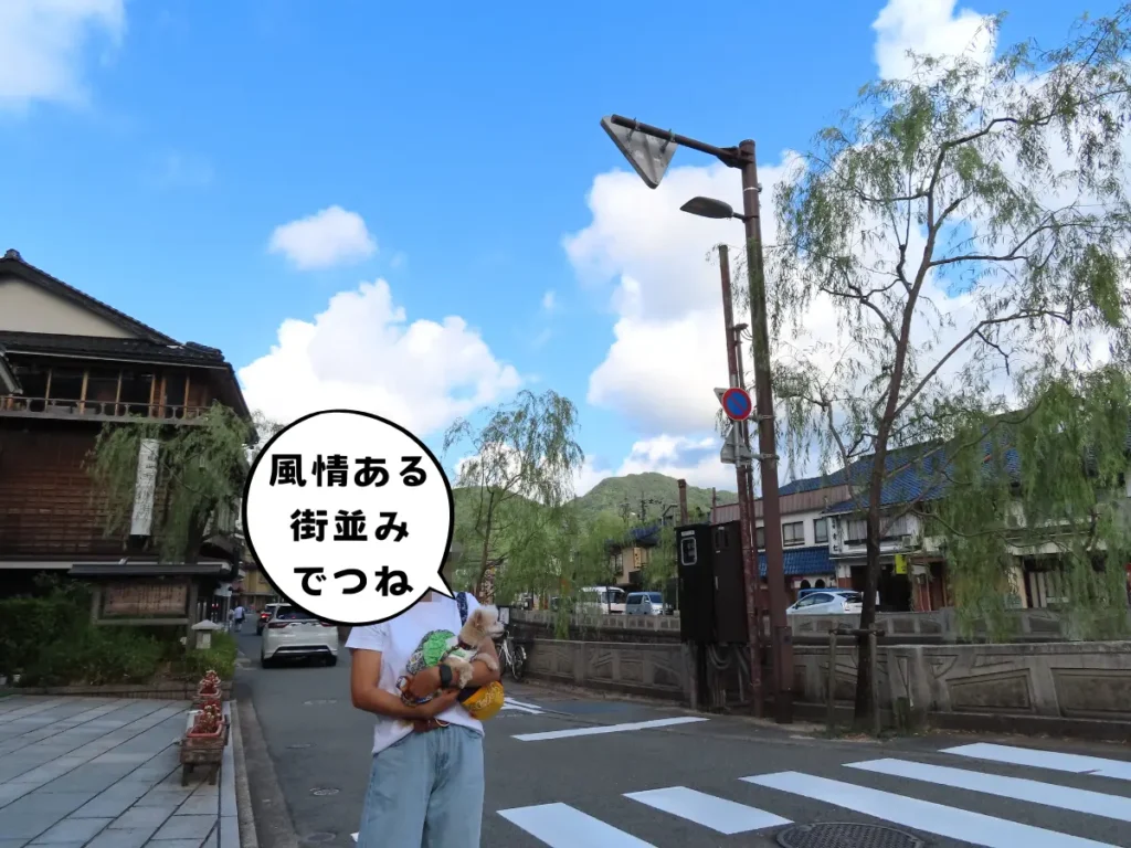 大谿川の柳並木