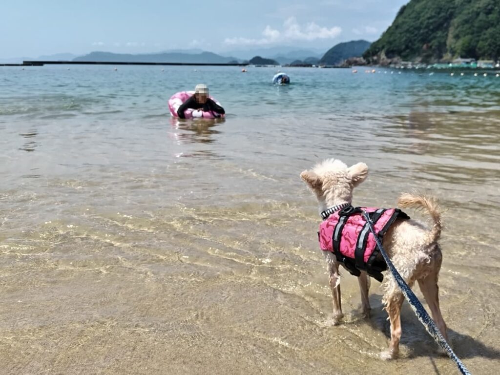 波打ち際で遊ぶ犬