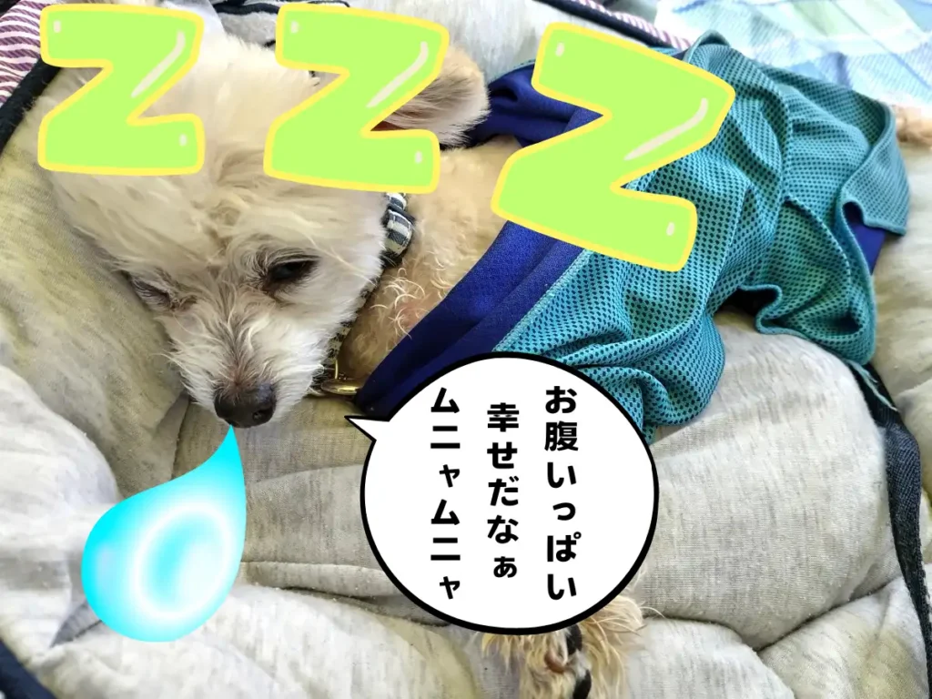 ビーチで寝る犬