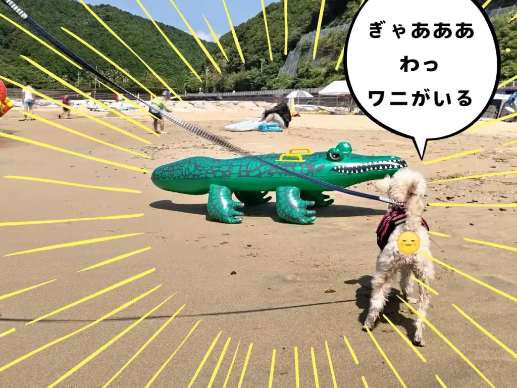 砂浜のワニに驚く犬