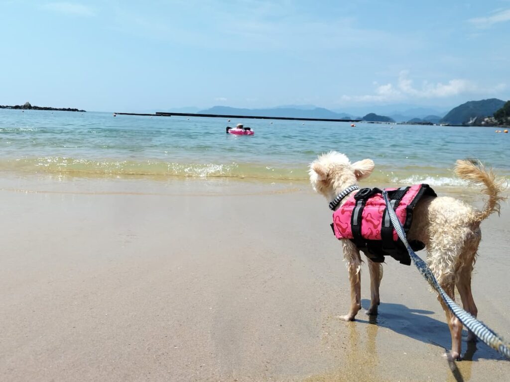 海を見つめる犬