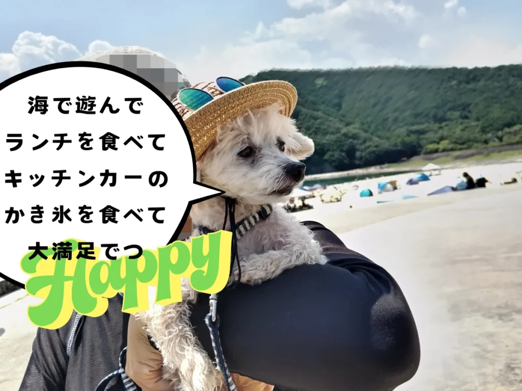 海でかき氷を食べて満足する犬