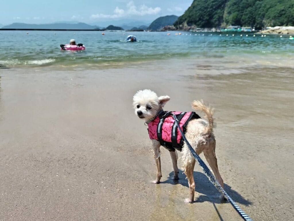 ライフジャケットを着た犬