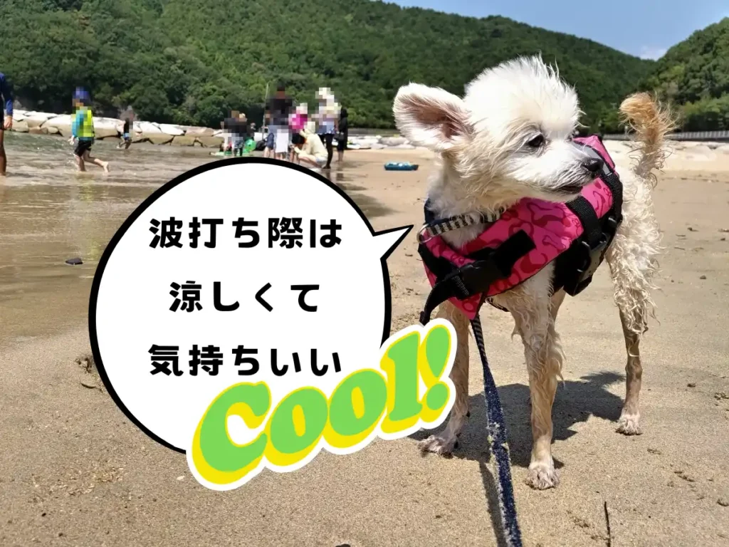 涼しい波打ち際を楽しむ犬