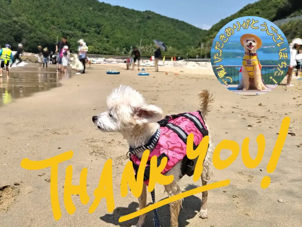 城ノ浜ビーチで犬連れ海水浴、感謝の言葉