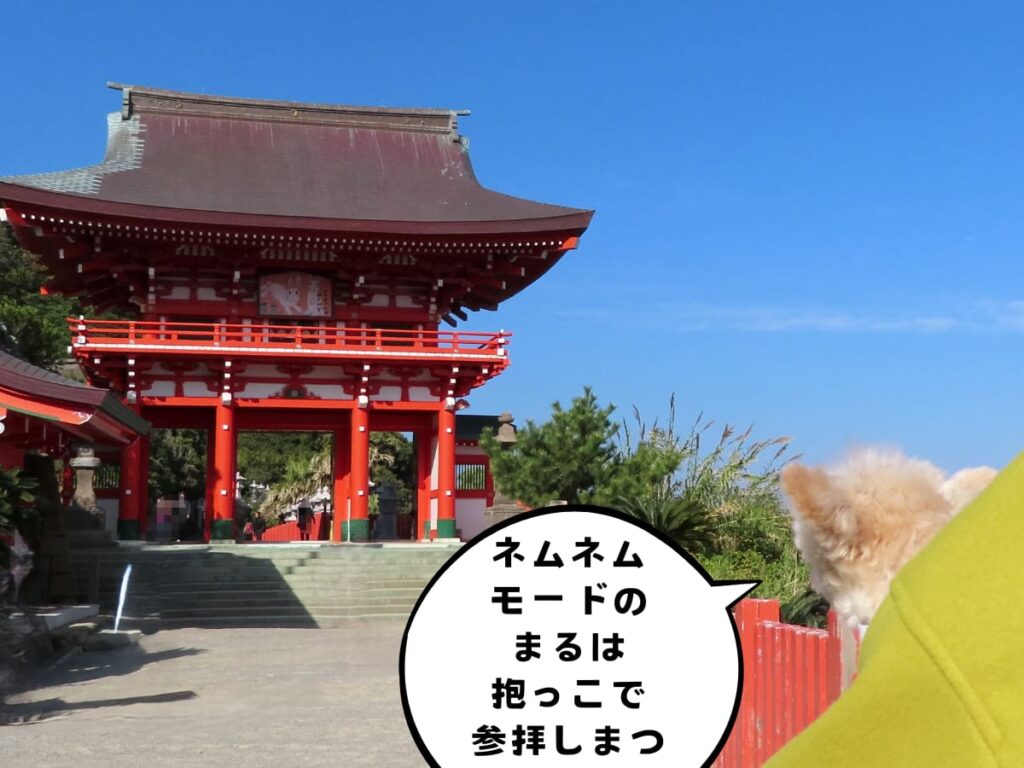 鵜戸神宮の参道を進む犬