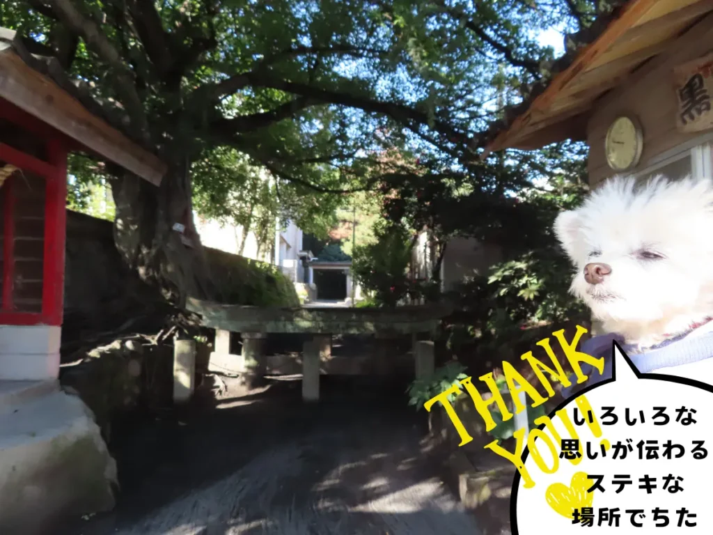 黒神埋没鳥居と犬