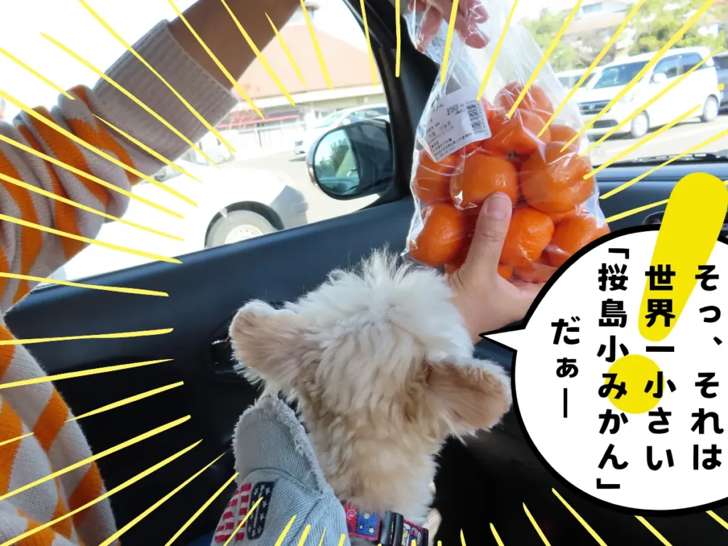 世界一小さな桜島小みかん