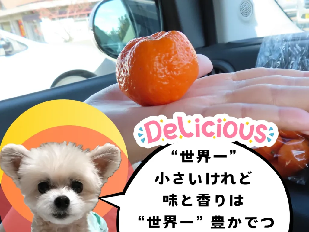 手のひらに乗る桜島小みかん