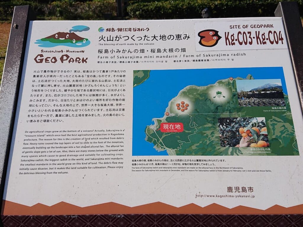 桜島小みかんの畑と桜島大根の畑の説明板