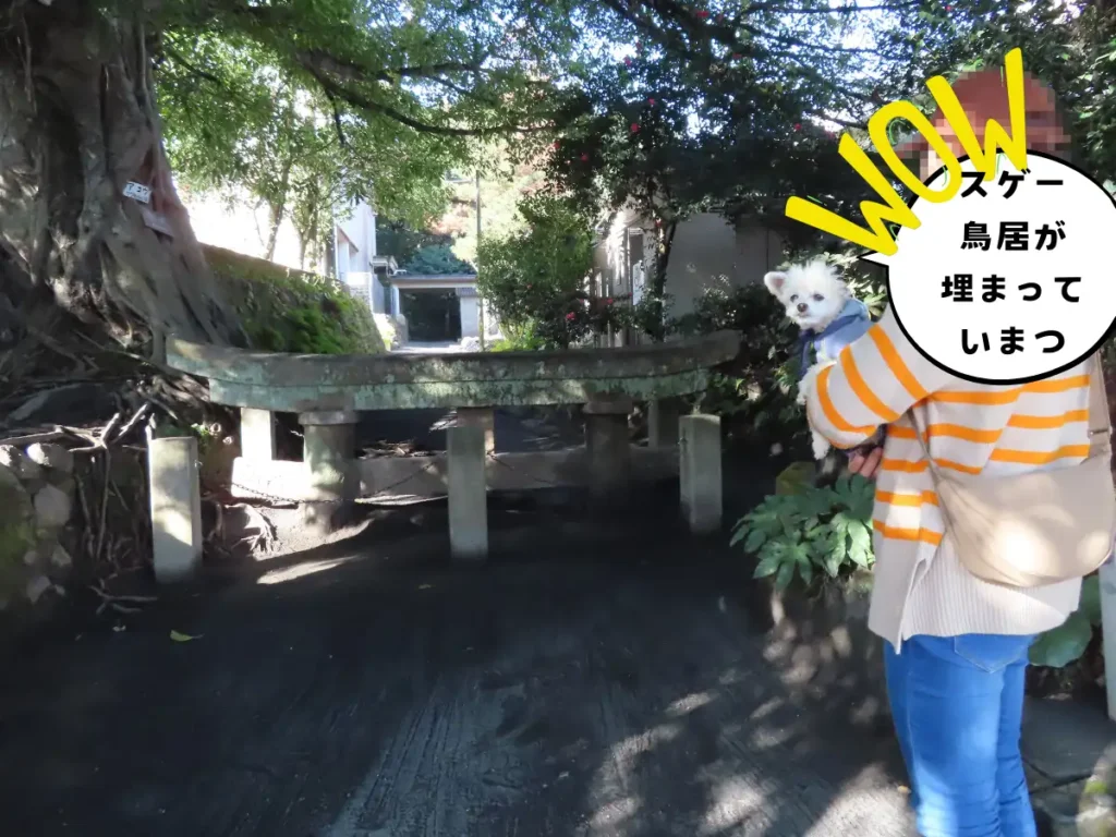 火山灰に埋まる黒神埋没鳥居