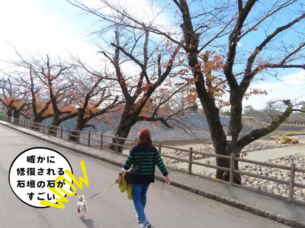 修復される石垣を見ながら歩く犬