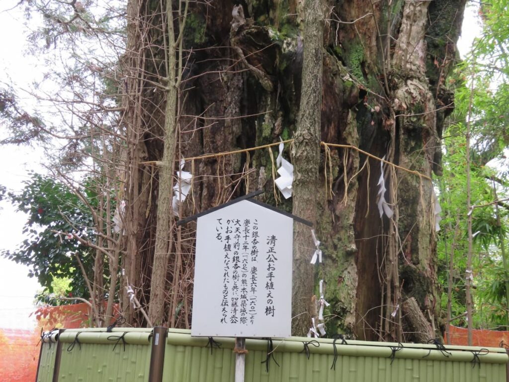 清正公お手植えの樹