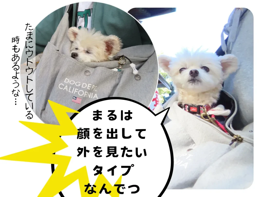 頭まで入るのが苦手な犬