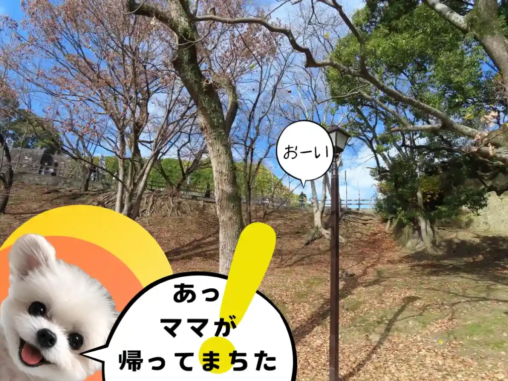 桜の馬場裏側の広場から見た景色