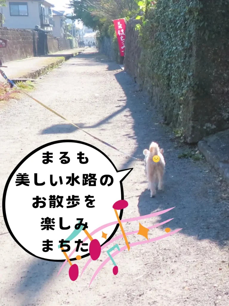武家屋敷通りを歩く犬