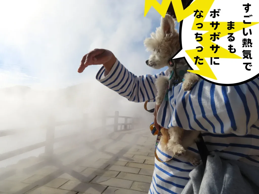 熱気に包まれる犬