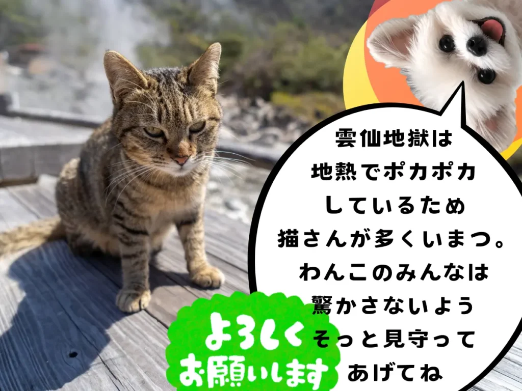 雲仙地獄に住む猫ちゃん