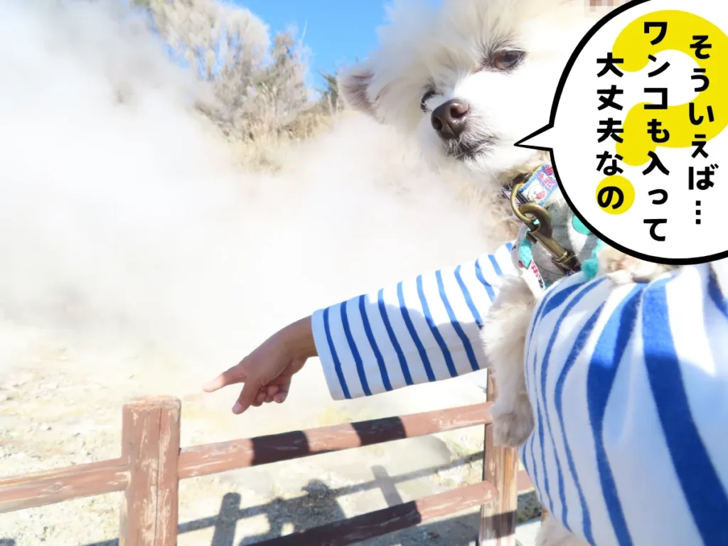 雲仙地獄を楽しむ犬