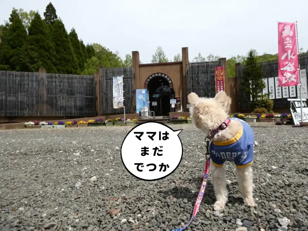 小谷城戦国歴史資料館前で待つ犬