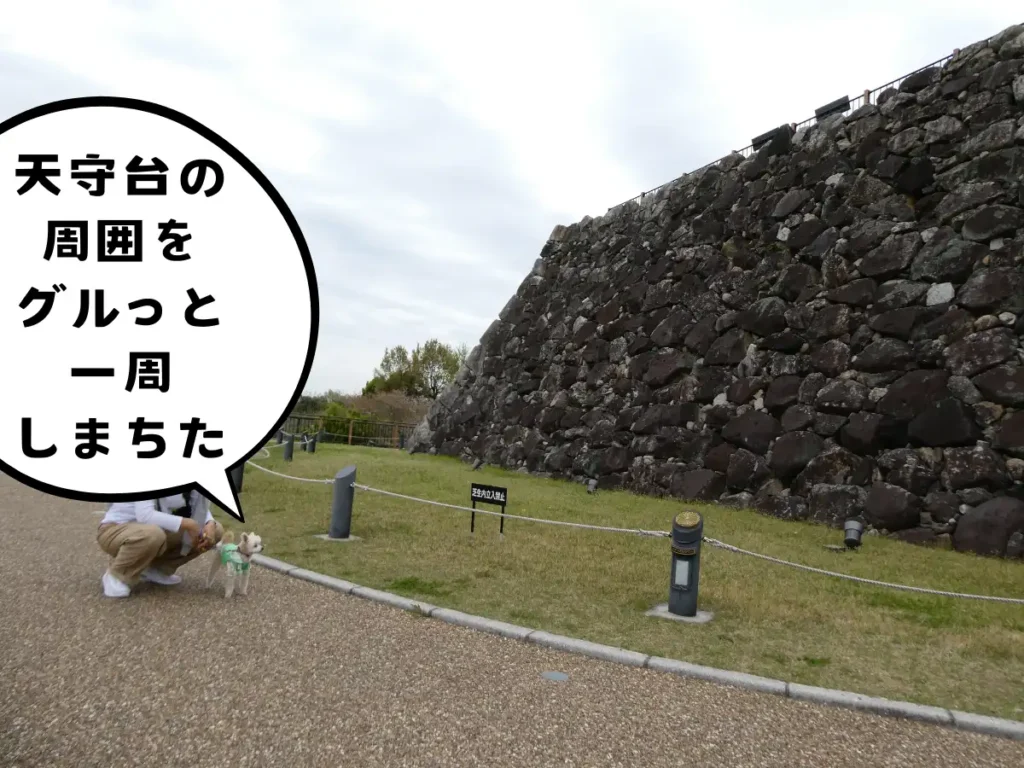 天守台の周囲を歩く犬