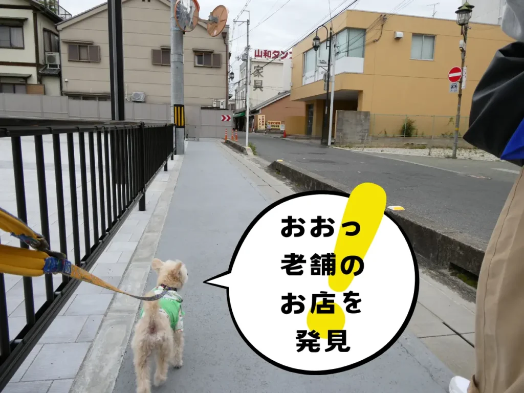 市役所前の道路を歩く犬