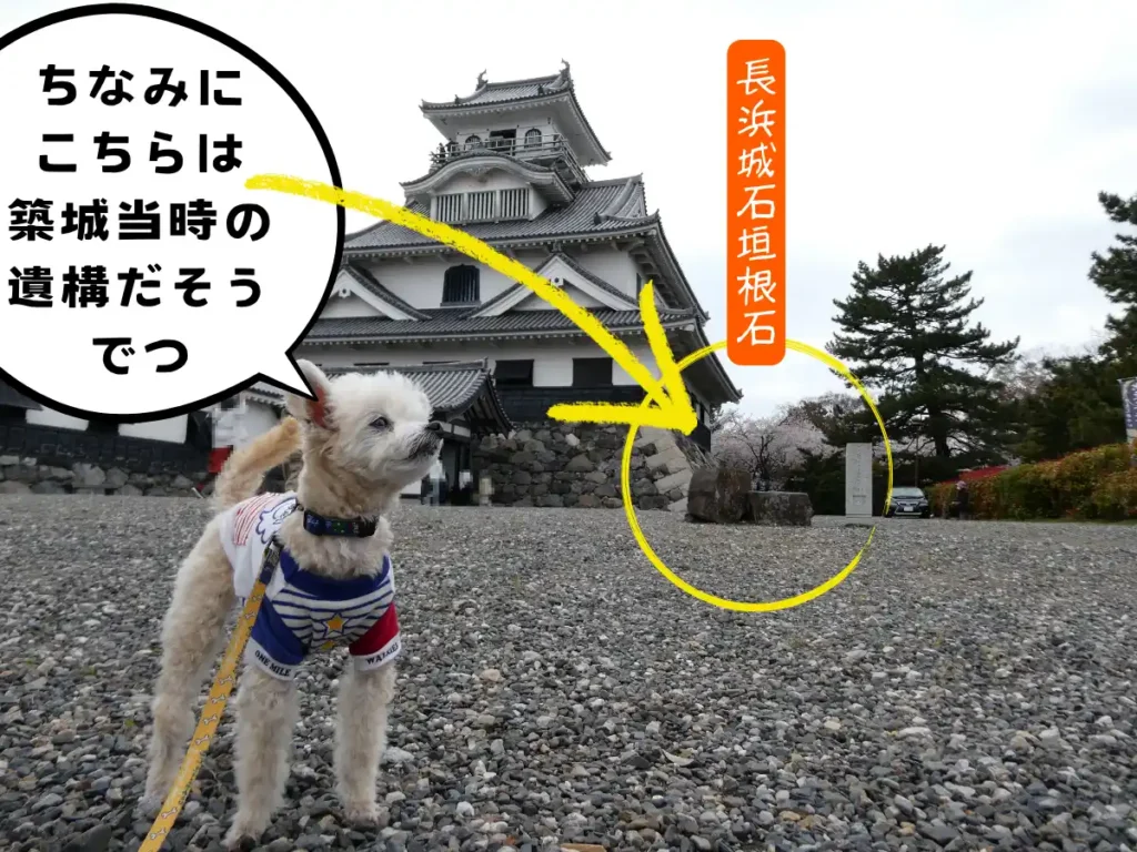 長浜城歴史博物館の前にある石垣根石の説明をする犬