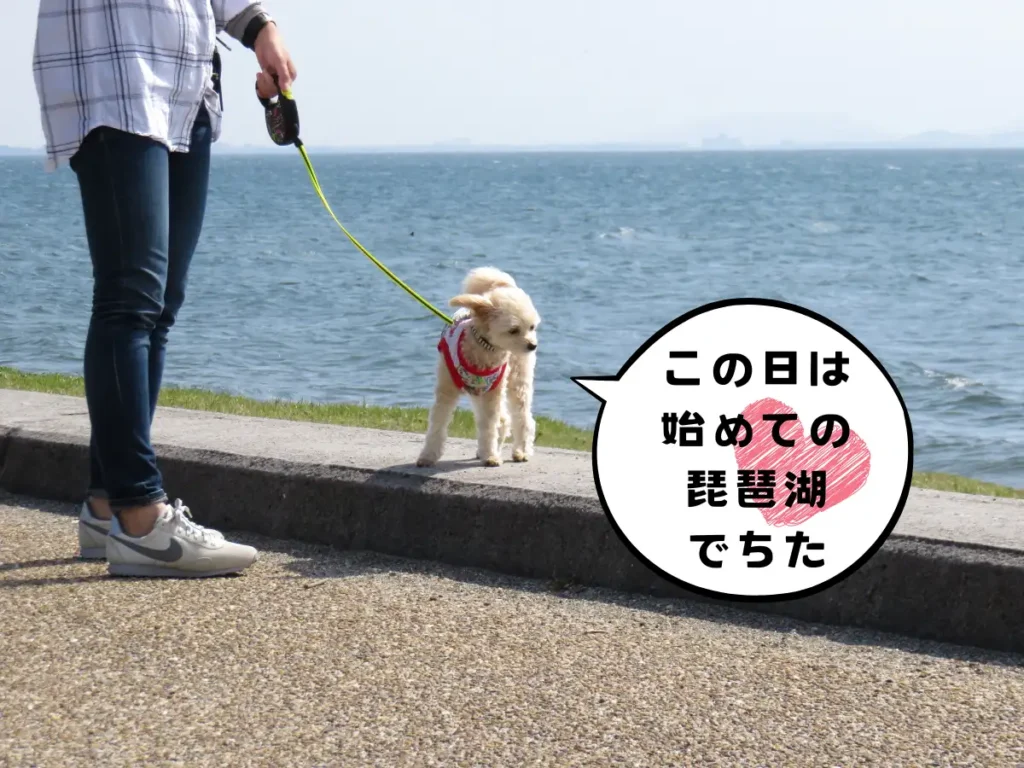 琵琶湖沿いで風を感じる犬