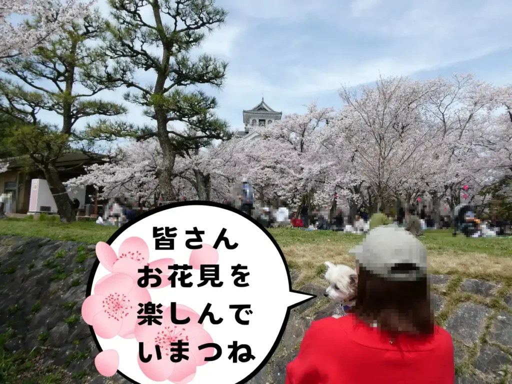 豊公園のお花見