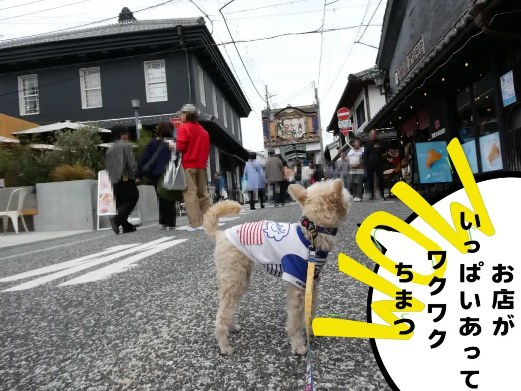 黒壁スクエアの入口を歩く犬