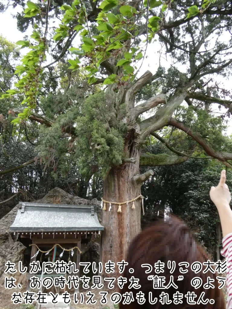 上坂神社の大杉