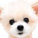 まるちゃん