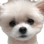 まるちゃん