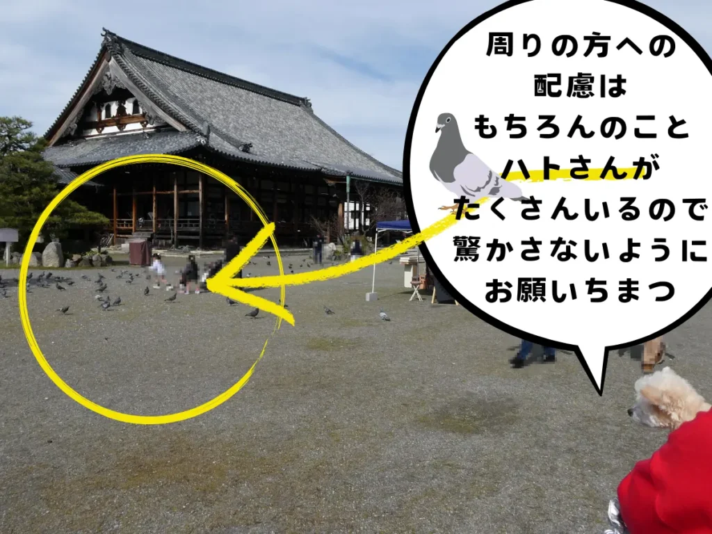 長浜別院大通寺の境内と鳩