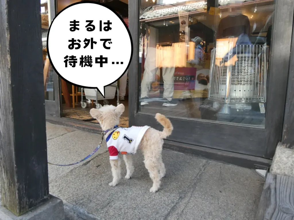 黒壁AMISUの入口で待つ犬