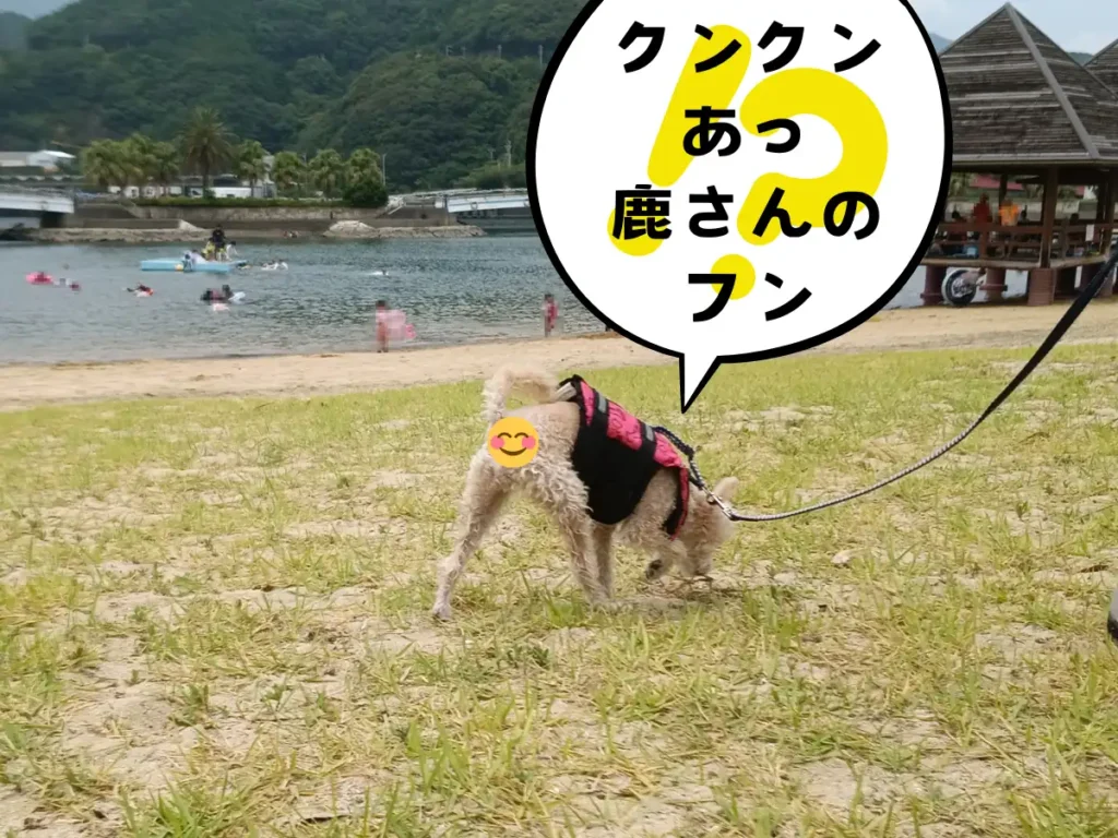 砂浜の匂いを嗅ぐ犬