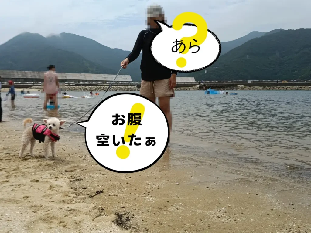 錦向井ヶ浜トロピカルガーデンの砂浜と犬